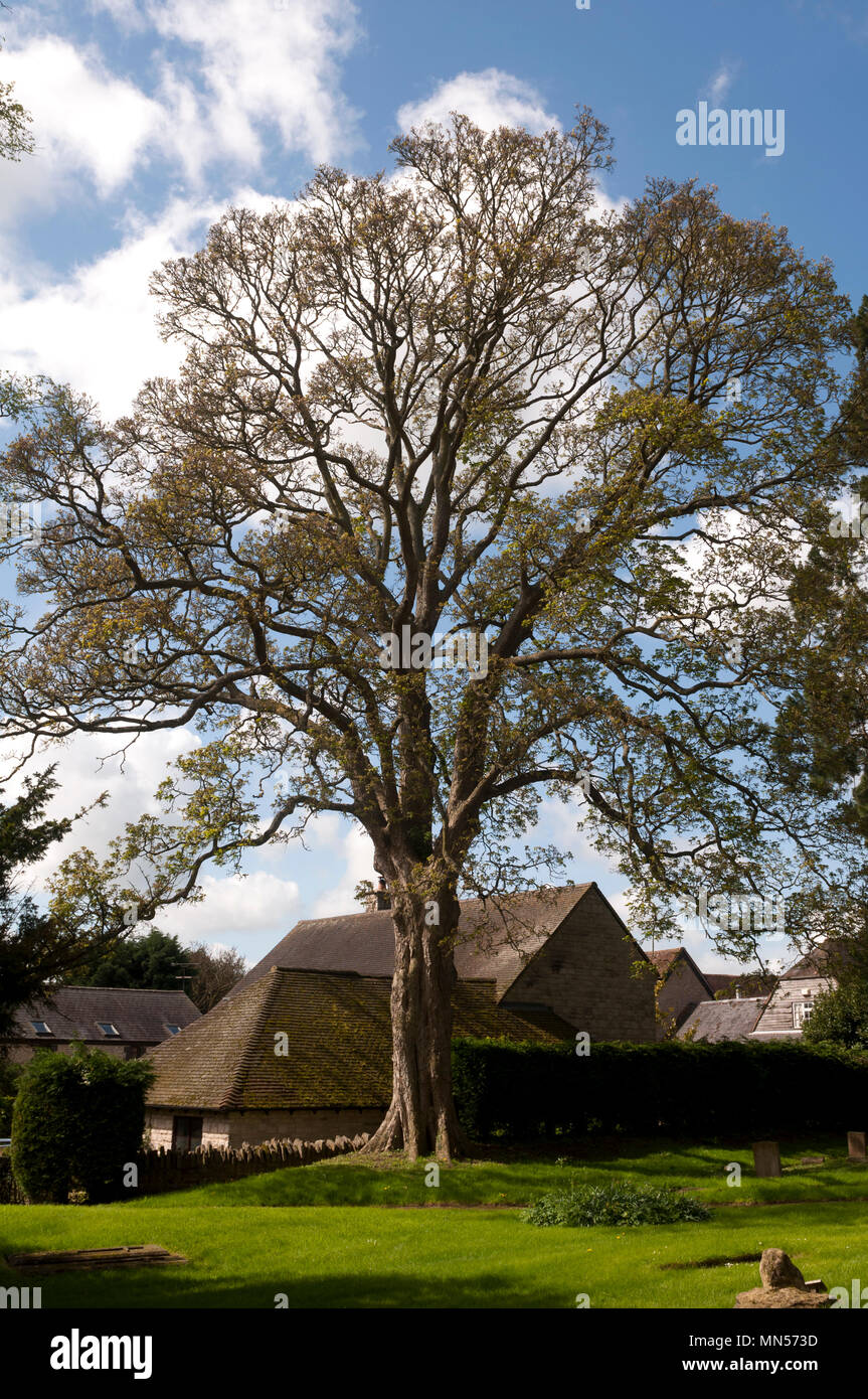 Large Sycamore tree in St. Lawrence`s churchyard, Lighthorne, Warwickshire, England, UK Stock Photo